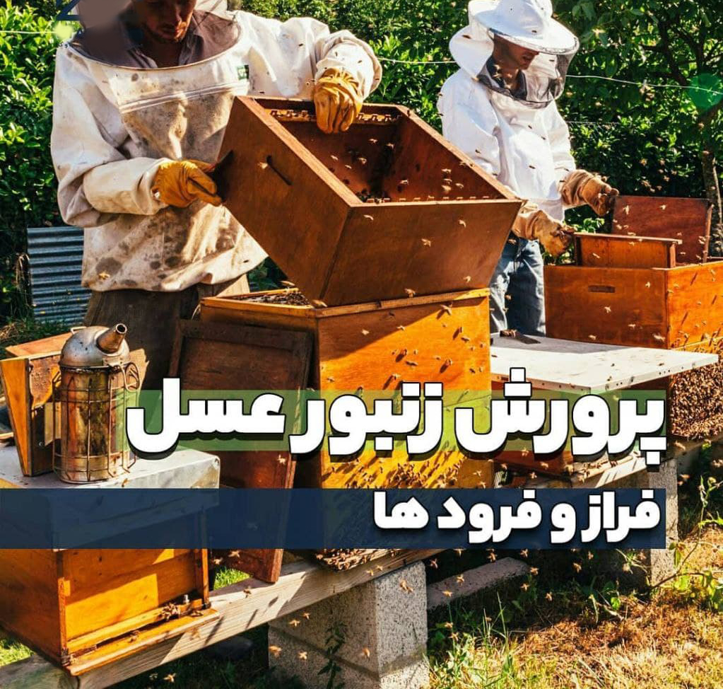 photo 2021 08 21 16 24 26 - پرورش زنبور عسل